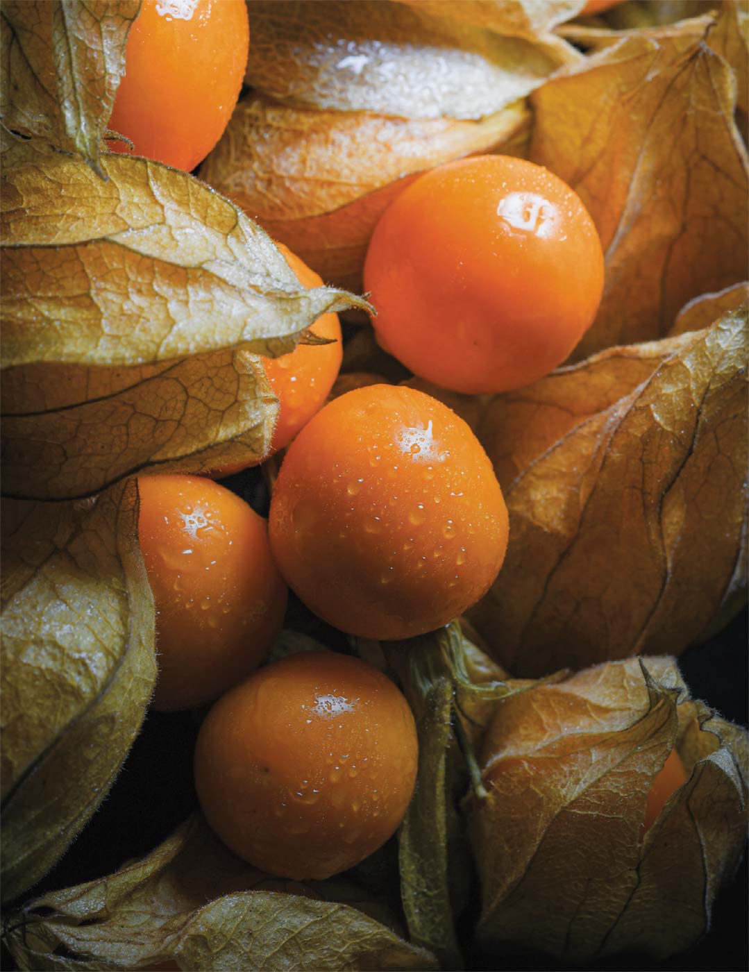 6 Fresh Golden Berry 'V Pineapple' Cuttings | Unrooted Physalis Peruviana Cape Gooseberry Plants