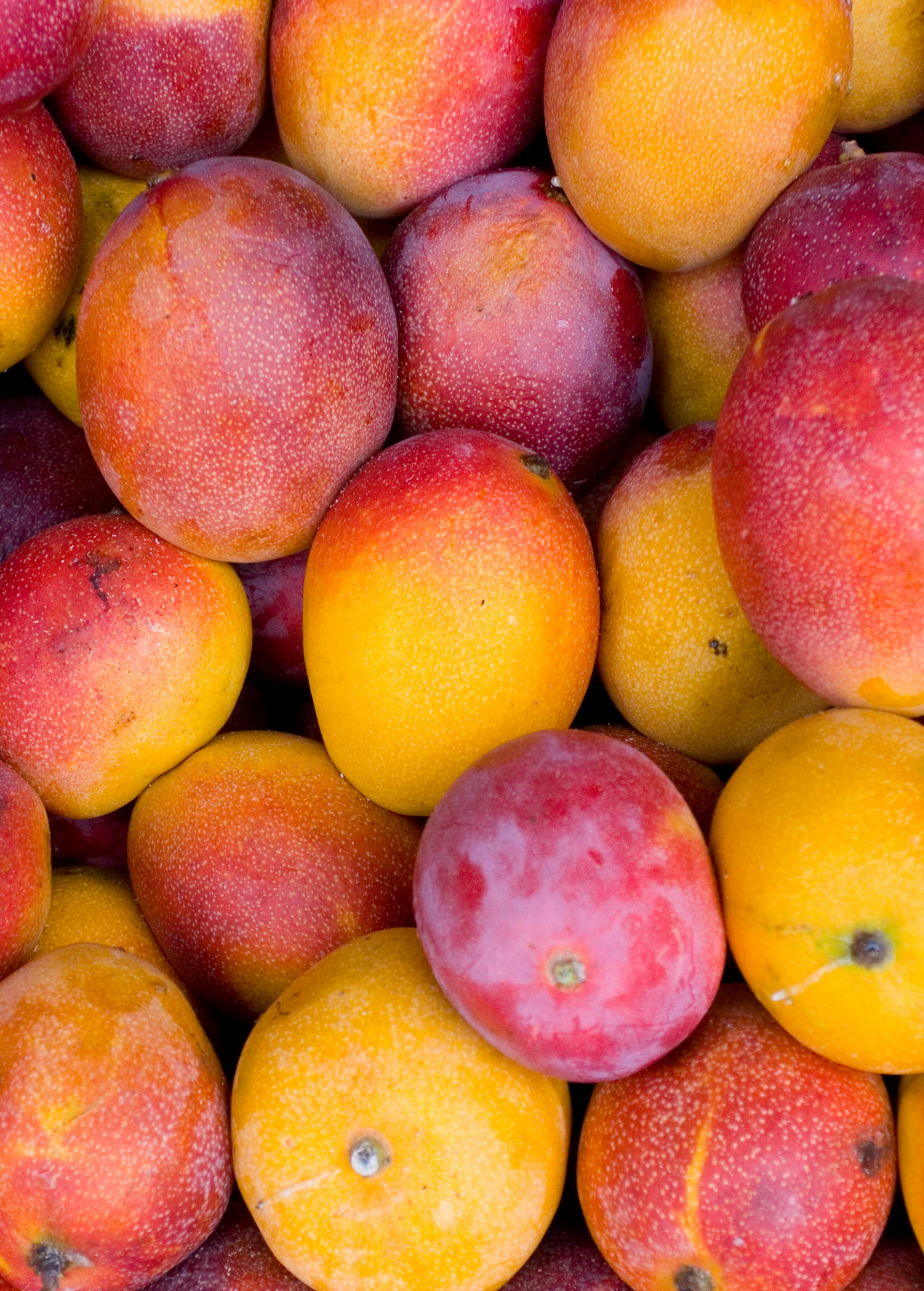 Haden Mango Tree - Tropical Fruit Plant Mangifera indica, Sweet Juicy Mango for Garden Cultivation