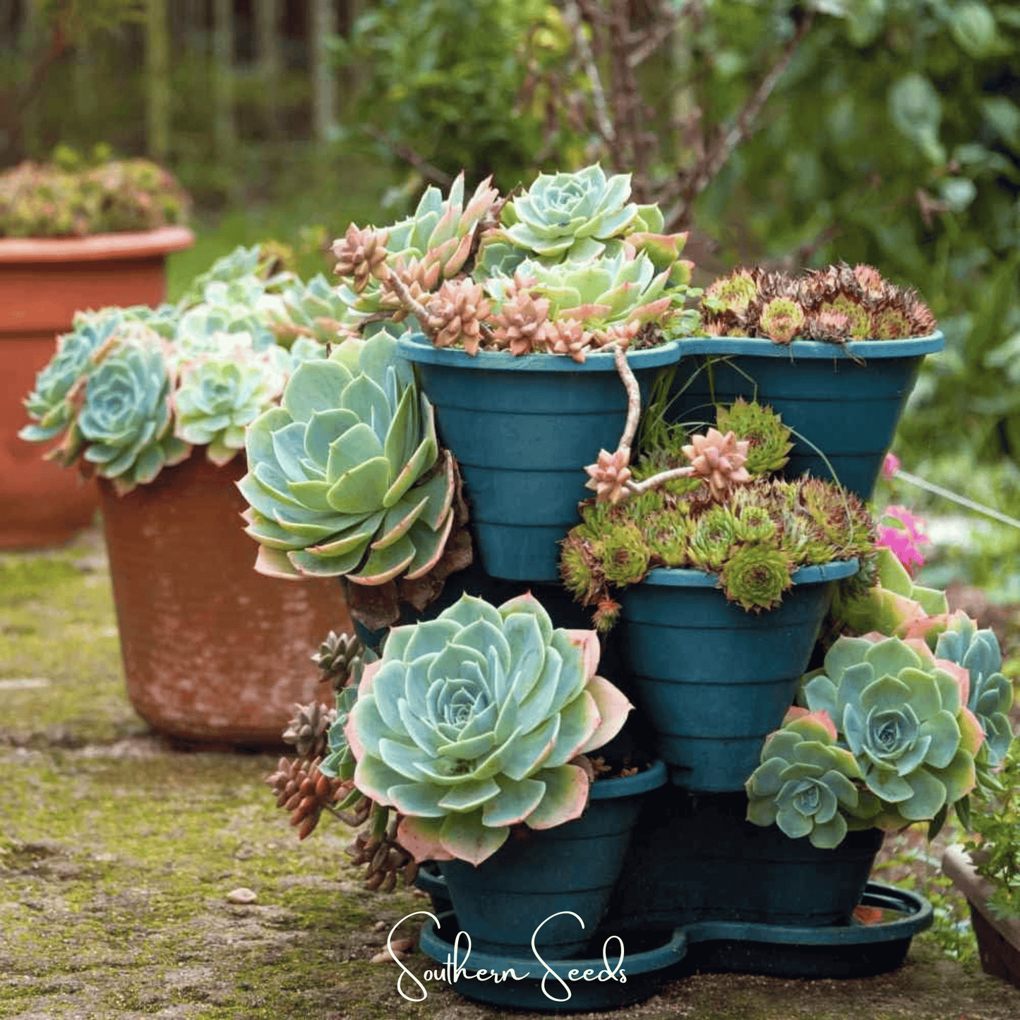 Hens & Chicks Cactus Mix Seeds – Heirloom Sempervivum Succulent for Rock Gardens & Containers, Drought-Tolerant, Perennial, 30 Seeds