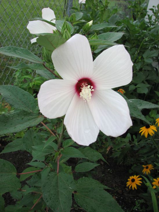 Hibiscus moscheutos Seeds 30 Large Pink Red White Native Perennial Wetland Pond Plant