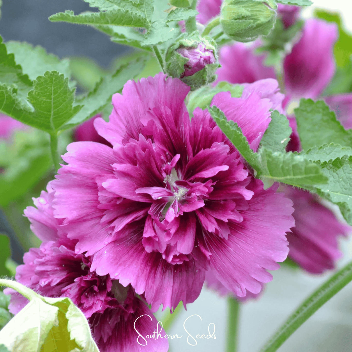 Queeny Purple Hollyhock Seeds – Compact Dwarf All-American Selections Winner, Purple Double Blooms, Heirloom, Non-GMO, 25 Seeds
