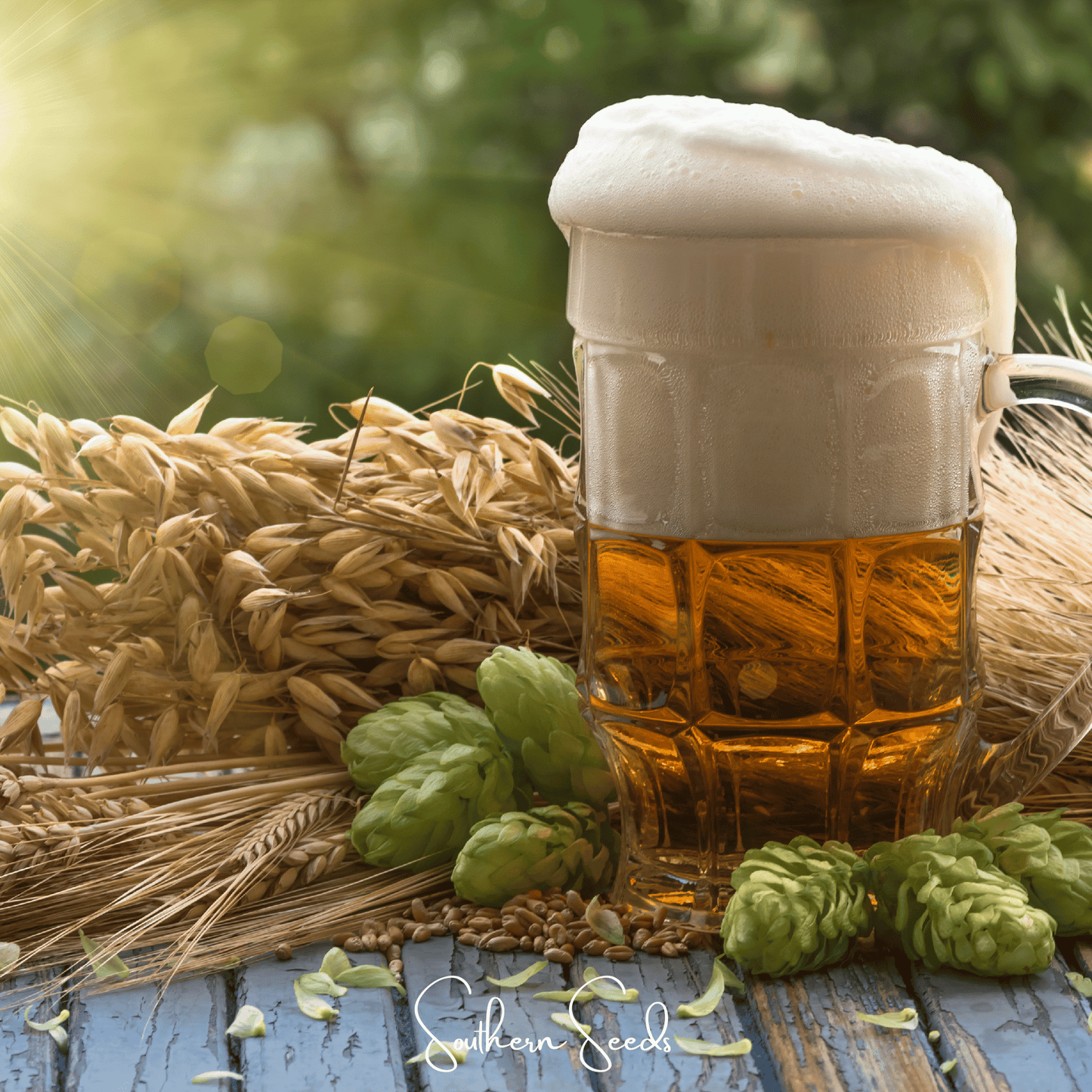 Beer Hops Seeds – 20 Heirloom Humulus lupulus Perennial Vine for Homebrewing & Garden Cover