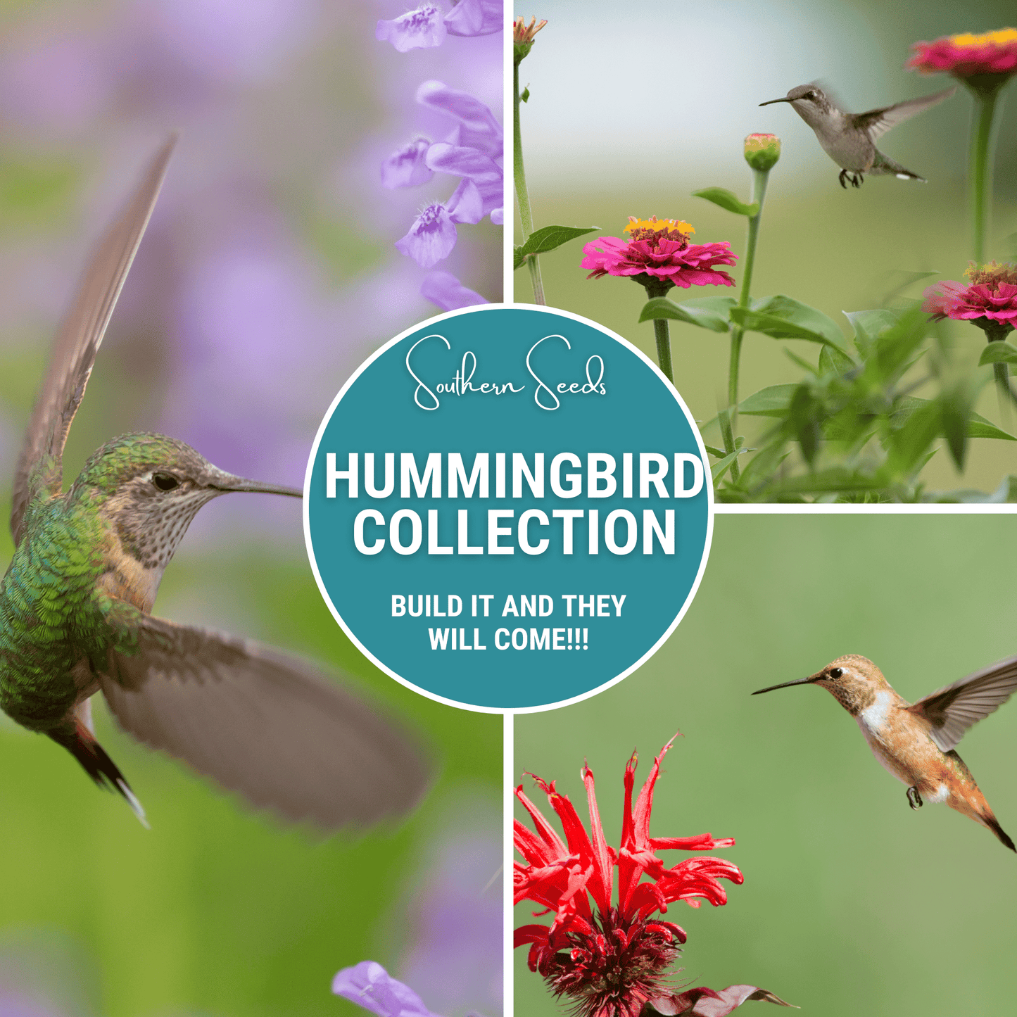 Hummingbird Garden Seed Collection – 10 Varieties, Nectar-Producing Flowers, Non-GMO, American-Grown