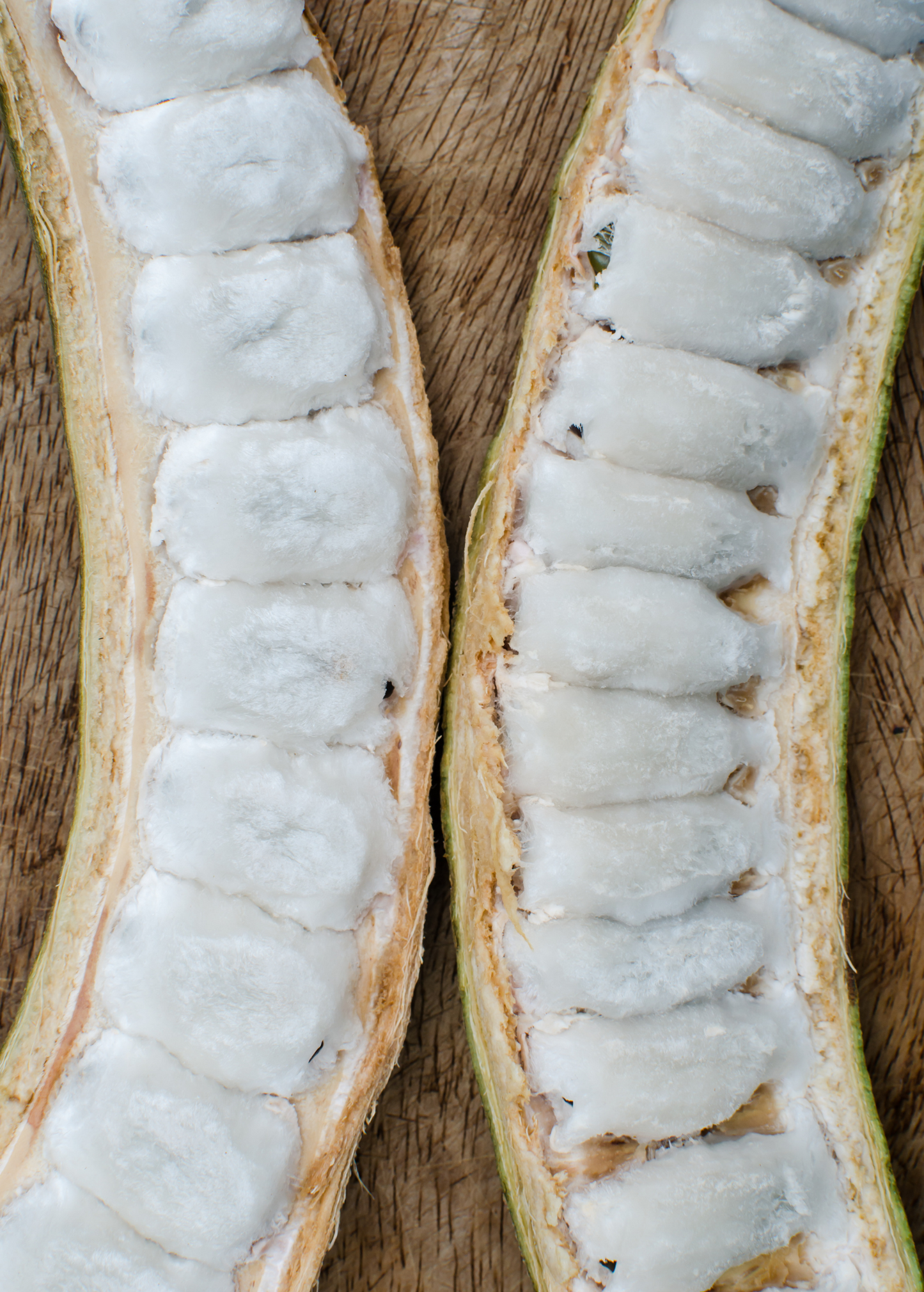 Ice Cream Bean Tree Inga edulis Tropical Fruit Tree with Edible Cotton Candy Pulp, Fast-Growing Leguminous Plant