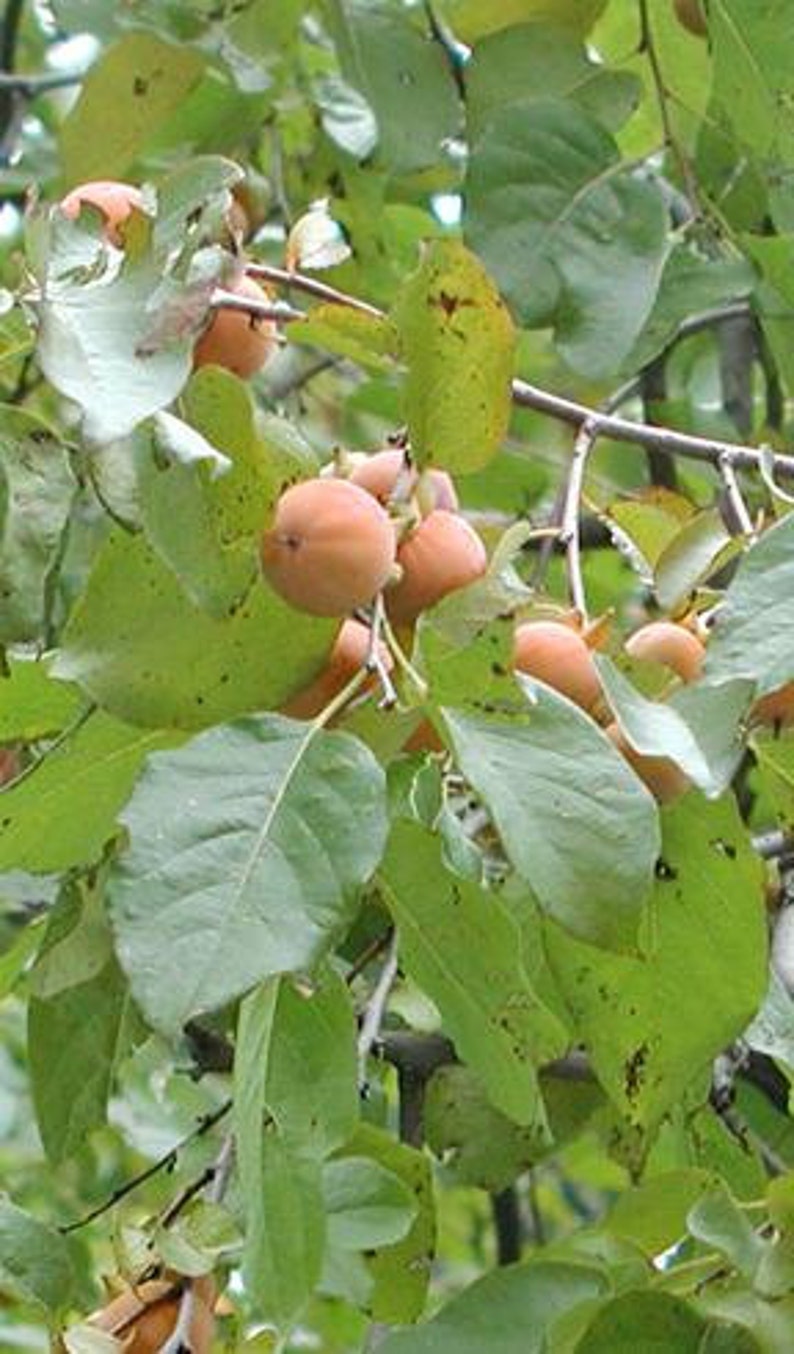 American Persimmon Tree 1-2' Diospyros virginiana - Bare Root Sapling, Zones 3-9