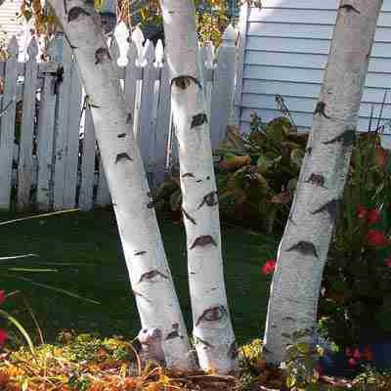 Paper White Birch Tree, 12-24 Inches, Betula papyrifera, White Bark, Fast Growing Landscape Tree