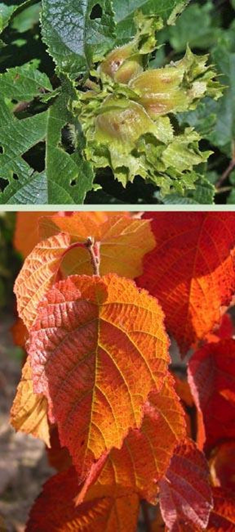 American Hazelnut Tree 2 Ft | Edible Nuts Corylus americana | Easy to Grow Wildlife Friendly