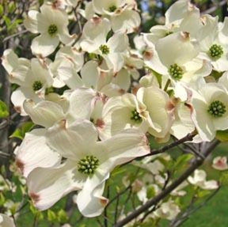 Flowering Dogwood Tree 3-4 Foot White Cornus Florida - Hardy Deciduous Spring Bloomer