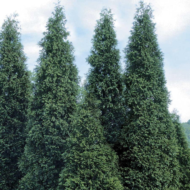 Green Giant Arborvitae Plants in 4" Pots – Thuja Green Giant Evergreen Screening Hedges for Full Sun to Partial Shade
