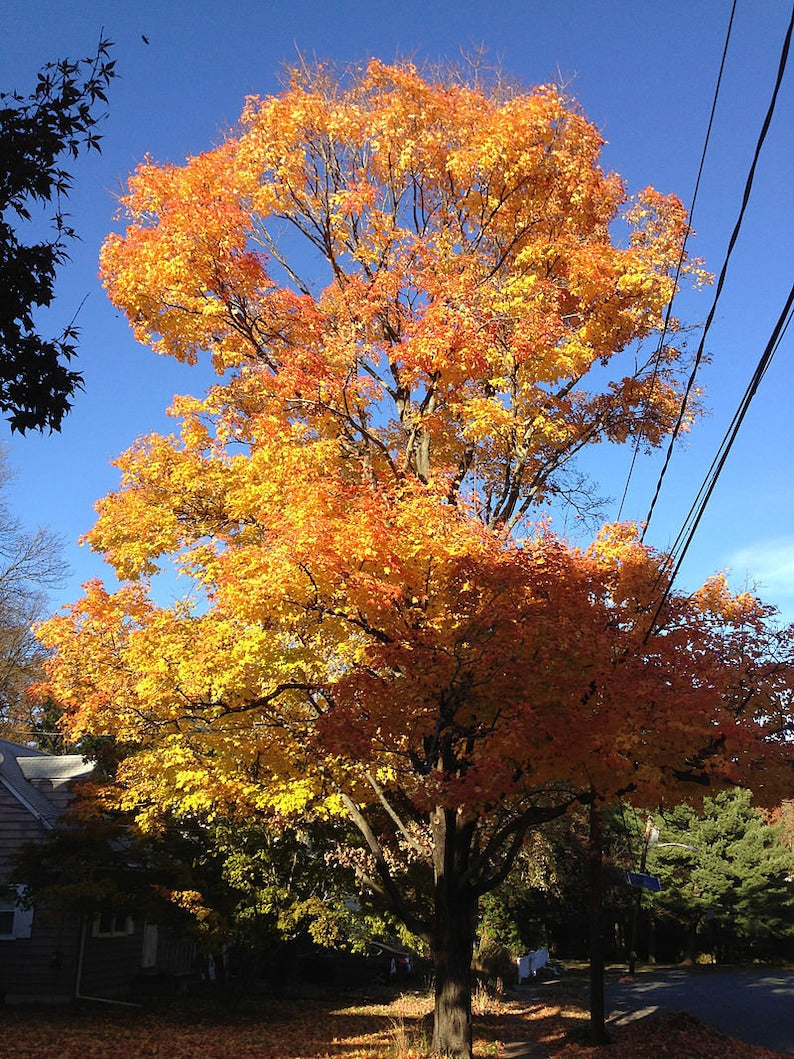Sugar Maple Trees 2 Pack - Acer Saccharum, 6-12" Height, 4" Container, Zones 3-8