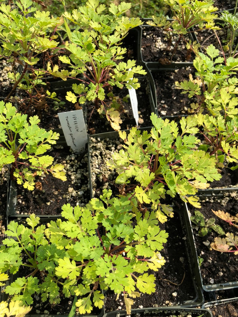 Organic Feverfew Herb Plant in 4" Pot - Tanacetum parthenium for Herbal Remedies