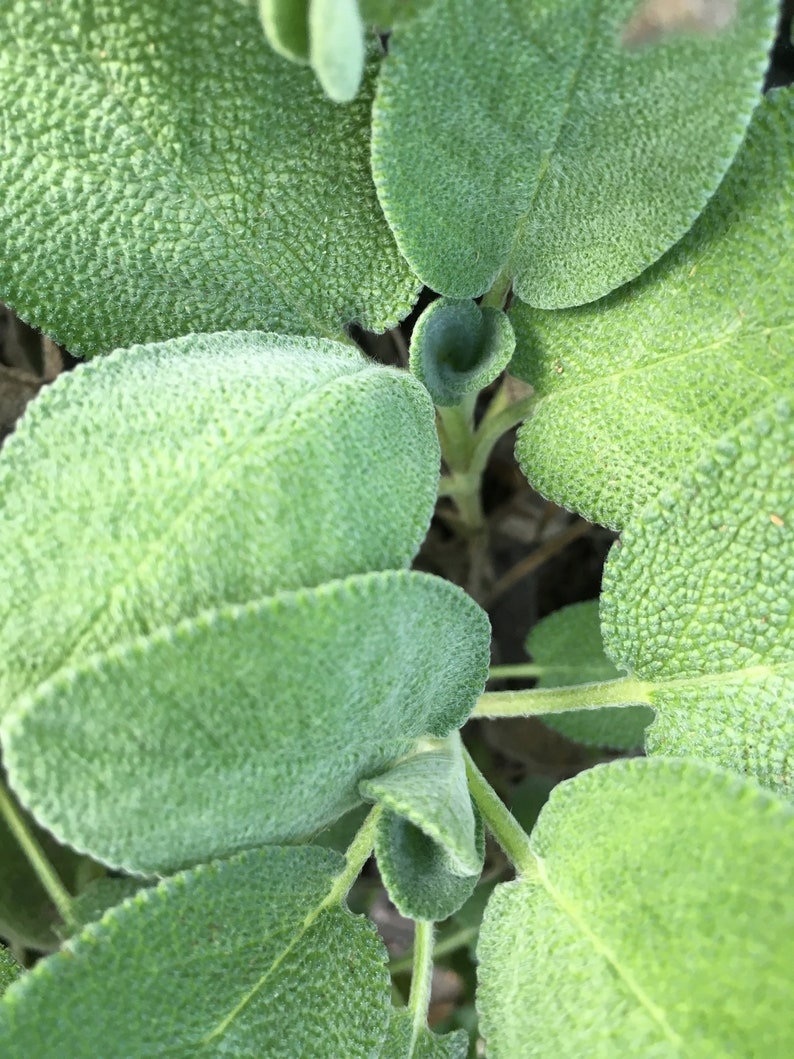 Organic Berggarten Sage Plant 2.5-inch Pot | Salvia officinalis 'Berggarten' Live Herb