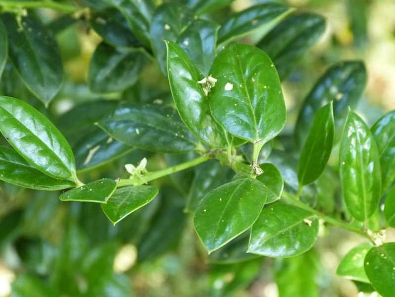 Burfordi Holly Plant 3" Container | Ilex Cornuta 'Dwarf Burford' with Red Berries for Zones 7-9