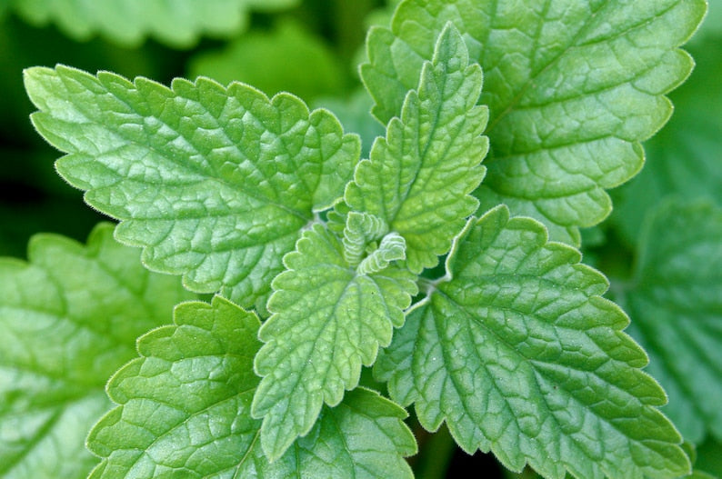 Catnip Plants Set of 3 Pots - Nepeta cataria Perennial Herb for Cats, Tea & Salad, Full Sun Grown in 3.5" Pots
