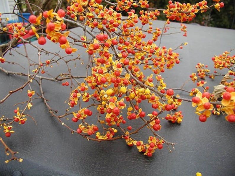 American Bittersweet Vine Bareroot Plants 8-12" Celastrus scandens for Ornamental Gardens & Wildlife
