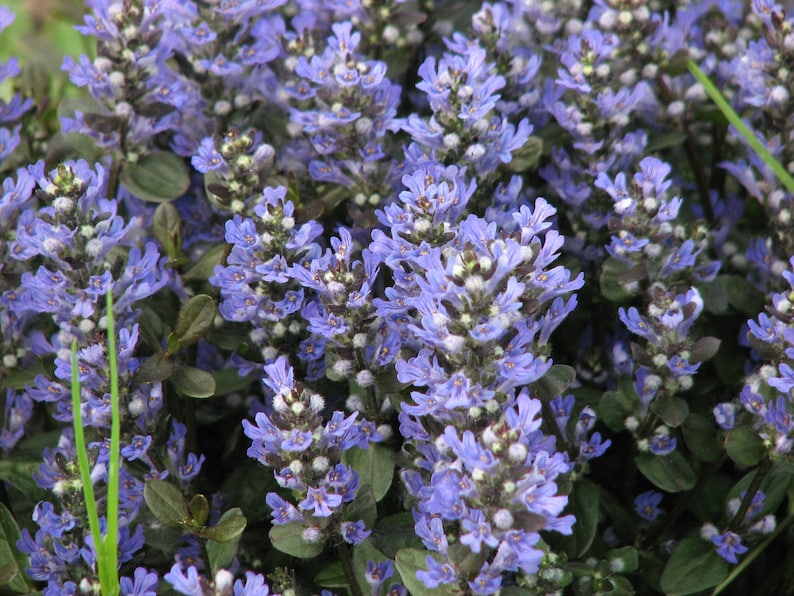 Ajuga Ground Cover Plants Set of 3 Pots - Chocolate Chip Variety with Blue-Violet Flowers - Ajuga reptans - Full Sun to Shade
