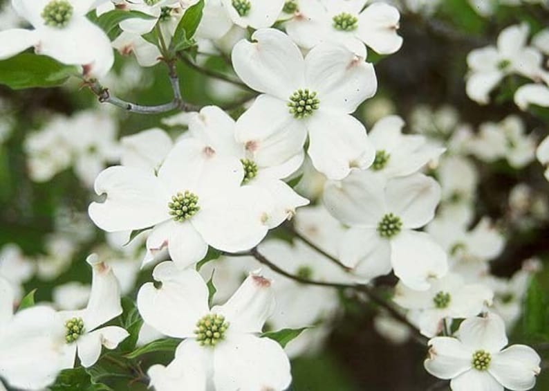 White Flowering Dogwood Tree 2-3' - Cornus florida - Native Spring Blooming Tree with White Flowers and Scarlet Fall Foliage