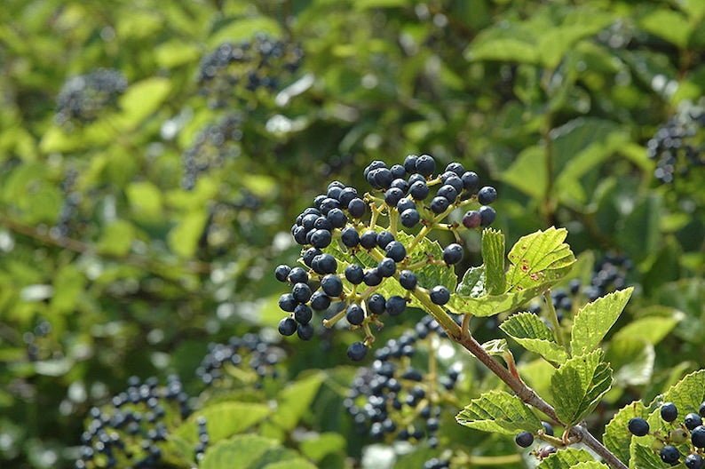 Chicago Lustre Viburnum Plants - 2 Pack - Viburnum dentatum - 4-6" in 3" Containers