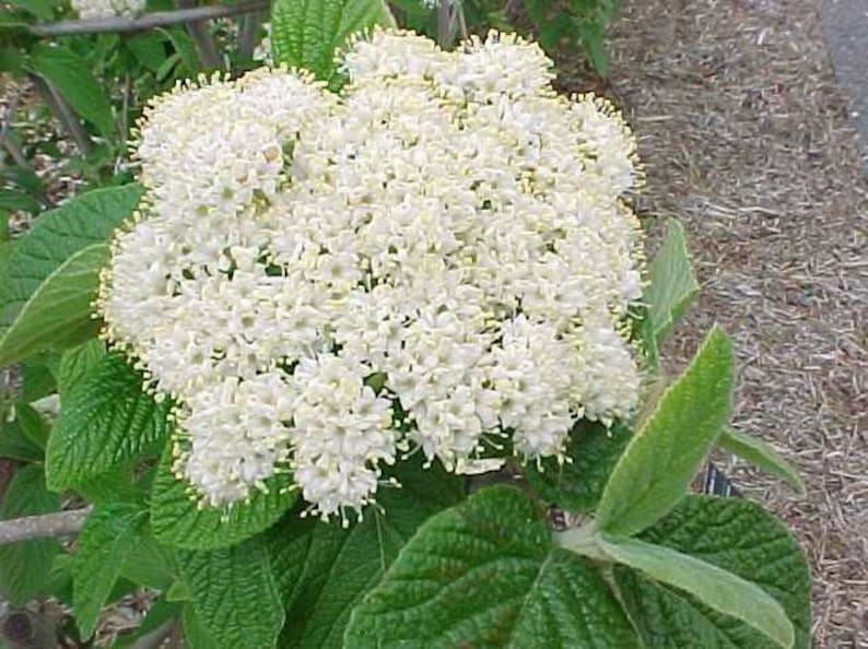 Alleghany Viburnum Plants 2 Pack - Rhytidophylloides 'Alleghany' in 3" Containers