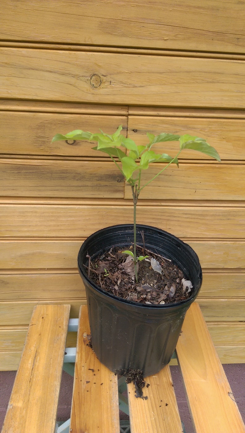 White Flowering Dogwood Trees - Cornus florida - Set of 5 Bare Root Trees 6" to 12"