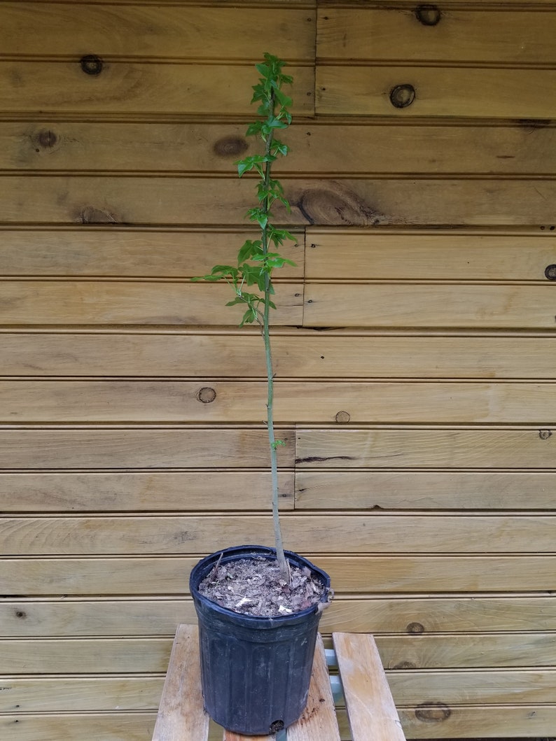 American Sweet Gum Trees 18-24 Inch - 5 Live Liquidambar styraciflua Trees