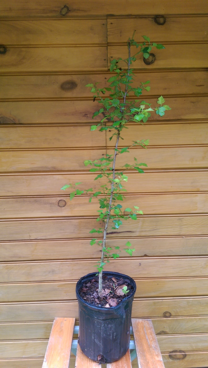 Washington Hawthorn Live Trees - 12" to 18" - Crataegus phaenopyrum - Set of 2 Ornamental Trees