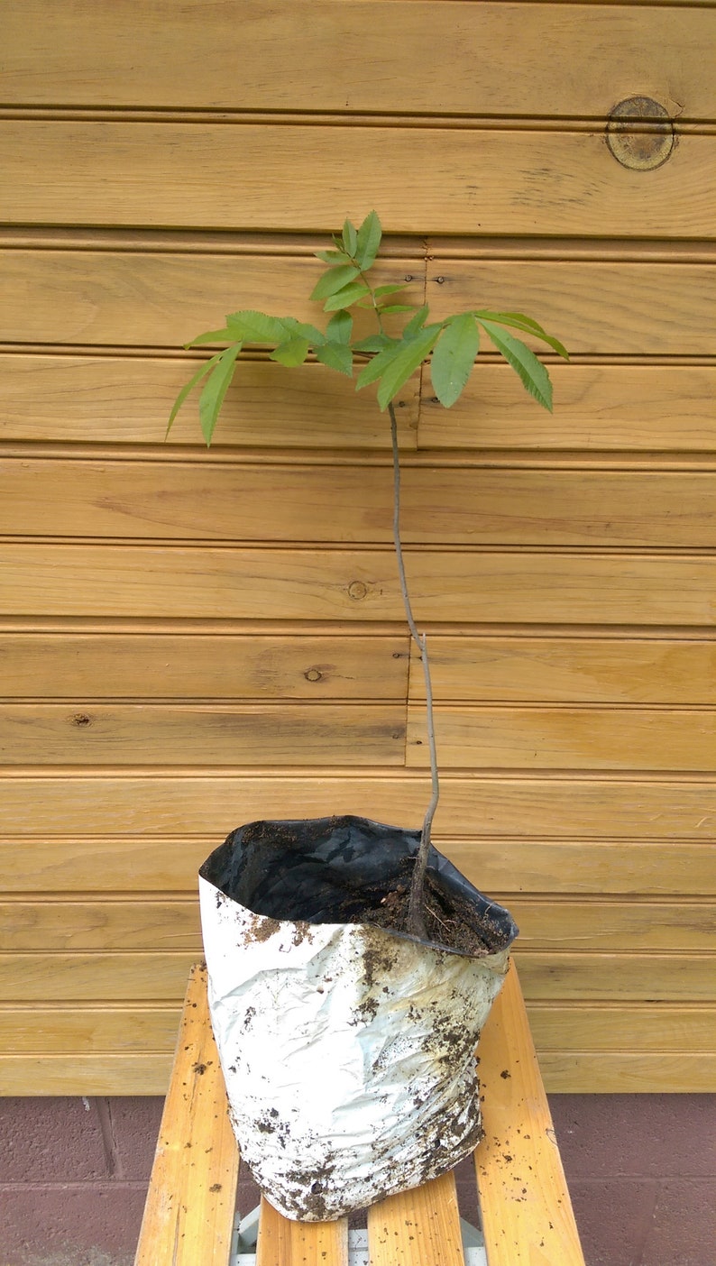 Pecan Tree Seedlings - 2 Live Carya illinoinensis Trees - 6" to 12" - Outdoor Grown