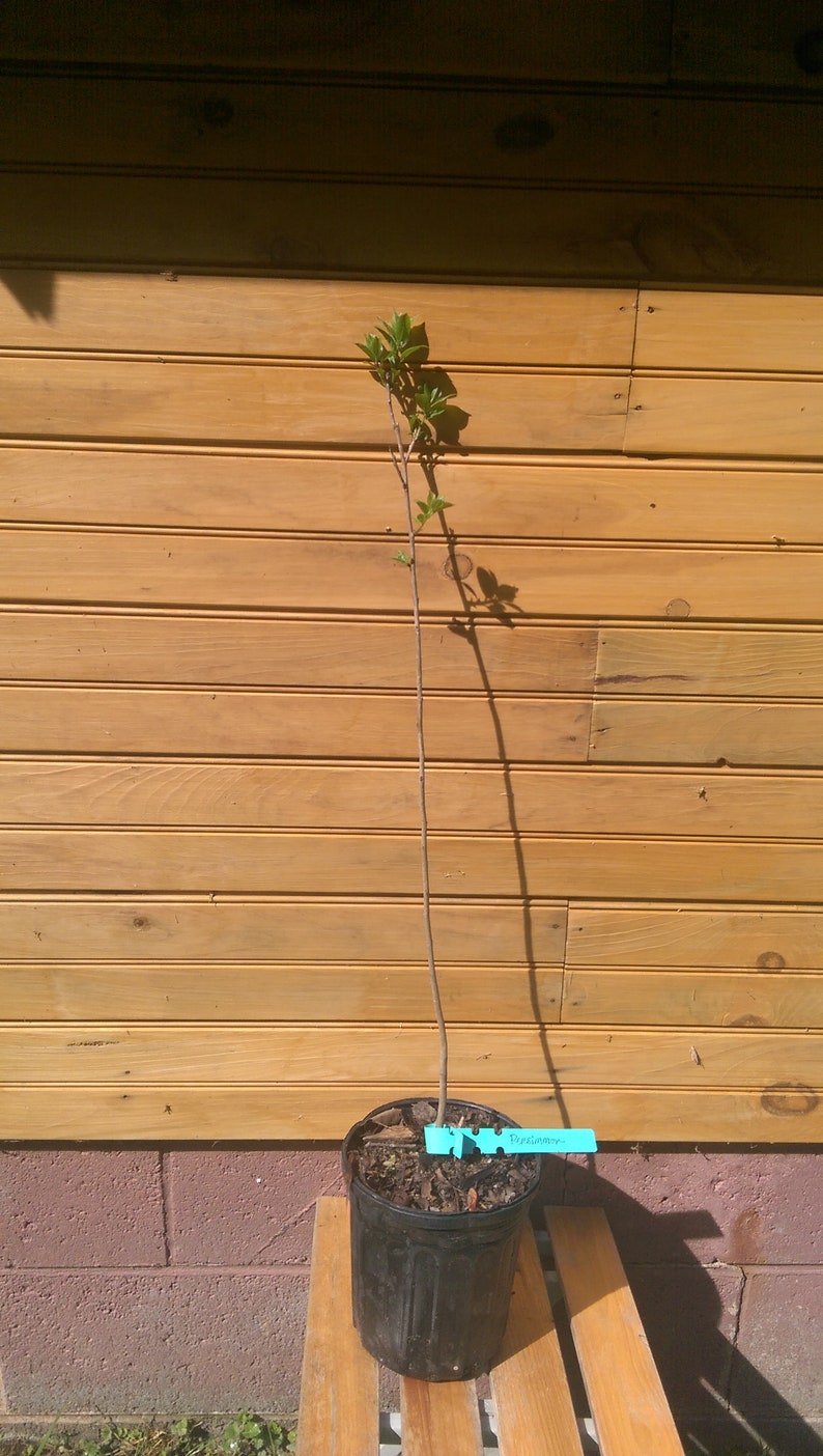 5 American Persimmon Trees 6"-12" - Diospyros virginiana Live Seedlings for Wildlife & Ornamental