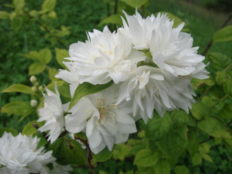 Mock Orange Quart Pot Plant - Minnesota Snowflake Philadelphus, Fragrant White Flowers, Hardy Shrub for Zones 4-8