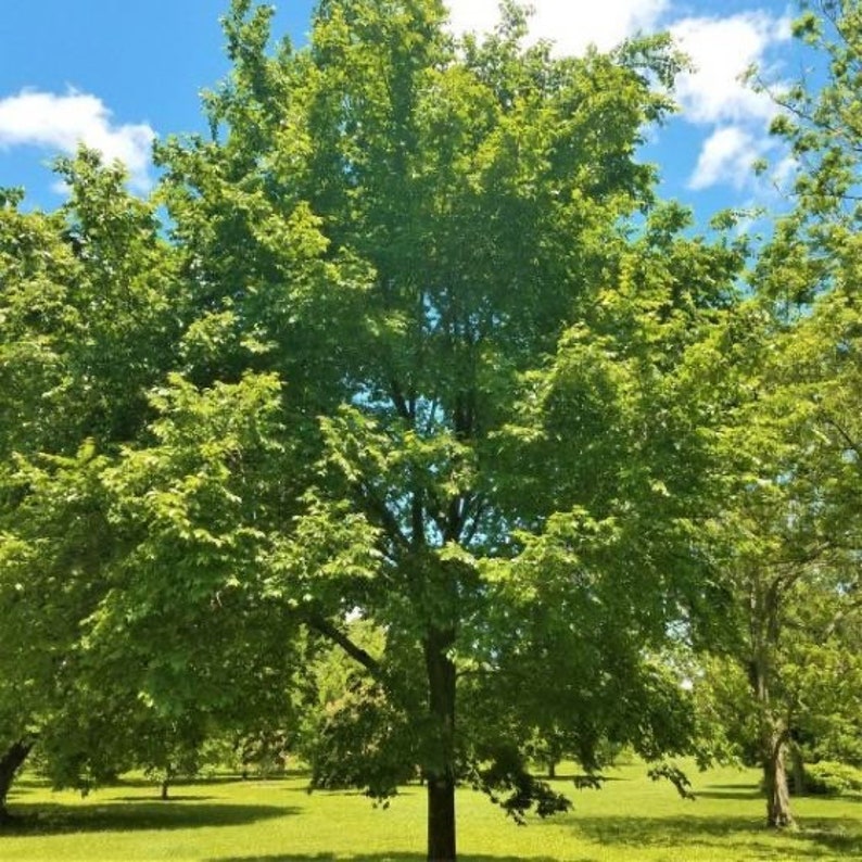 American Elm Quart Pot Plant - Ulmus americana - Hardy Tree for Zones 3-9 - Live Indoor Outdoor Tree