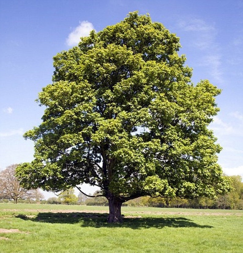 American Sycamore Quart Pot Plant - Platanus occidentalis, Native Tree for Gardens, Fast-Growing Shade Tree, USDA Zones 4-9
