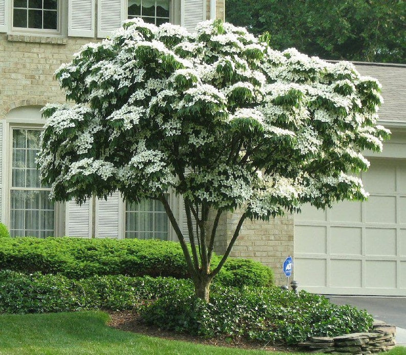 Kousa Flowering Dogwood Quart Pot - Cornus Kousa Ornamental Tree for Zones 5-9
