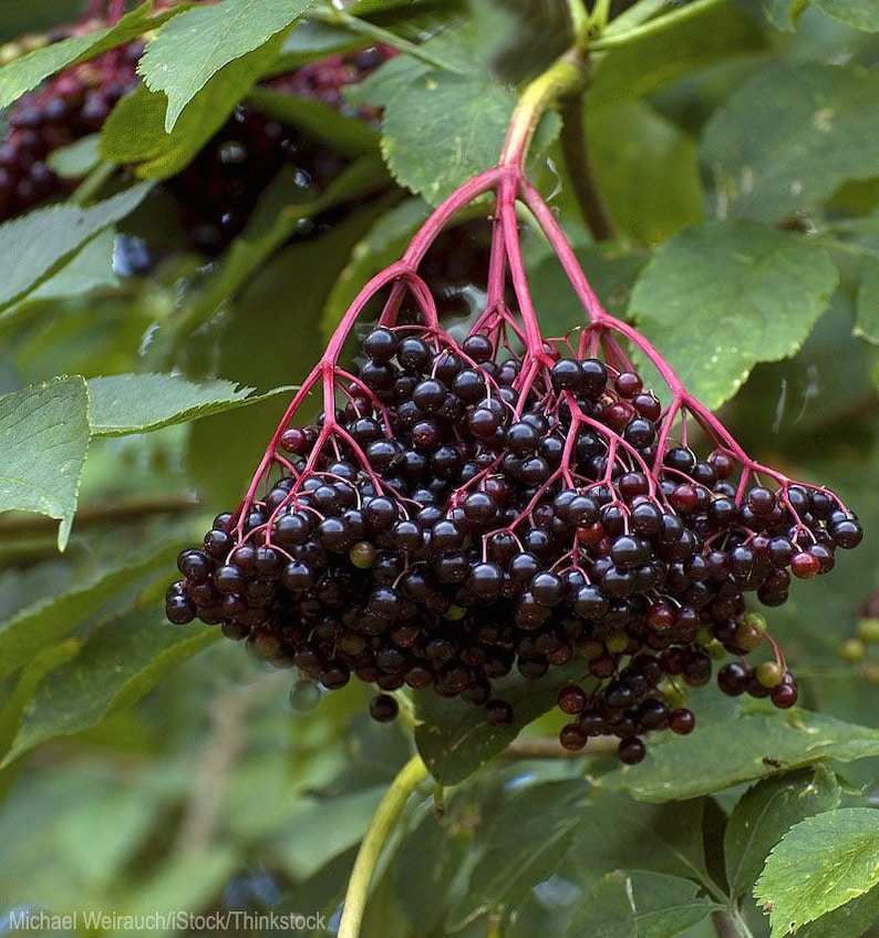 Elderberry Plant Quart Pot Sambucus Canadensis Native Berry Bush for Zones 3-8 with White Flowers and Black Berries