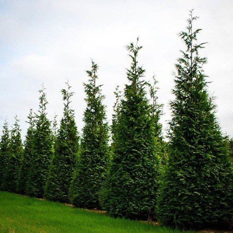 Thuja Green Giant Arborvitae Quart Pot – Evergreen Tree for Privacy Screens, Windbreaks, Zones 5-9, Thuja plicata