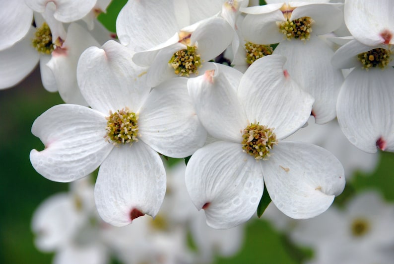 White Flowering Dogwood Quart Pot - Cornus florida - Ornamental Tree for Zones 5-9