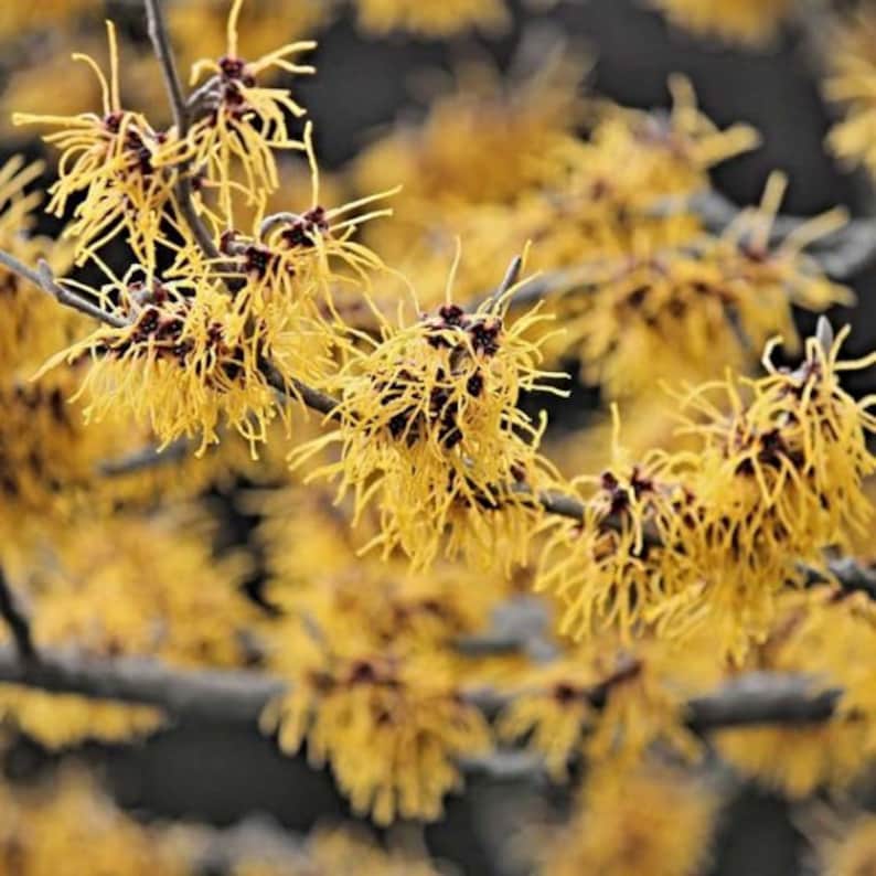 Witchhazel Plants 2 Pack - Hamamelis Virginiana - Fragrant Fall Bloomer - 4" Container - Zones 3-8