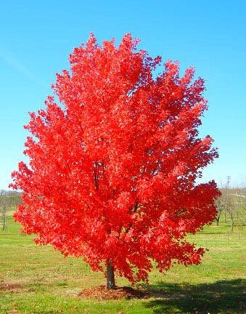 October Glory Maple Tree 2.5-inch Pot, Acer rubrum, Fast-Growing Red Maple, Fall Foliage, Shade Tree for Yard, Wildlife Attractant