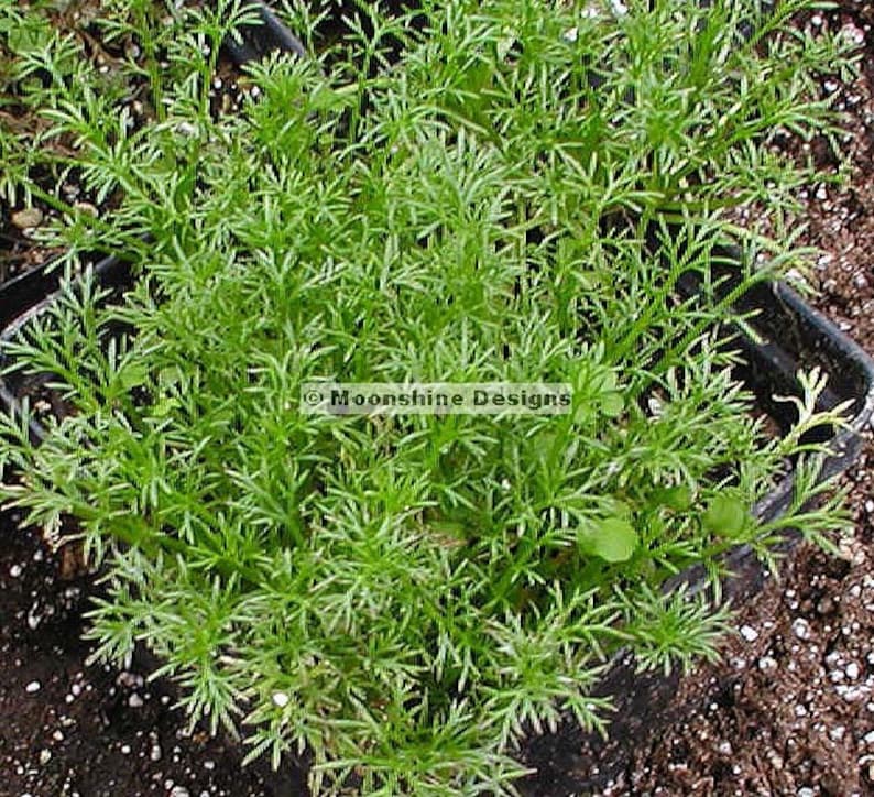 Roman Chamomile Potted Plants - 3 Perennial Groundcover Herbs with White Daisy Blooms & Aromatic Foliage (Chamaemelum nobile)