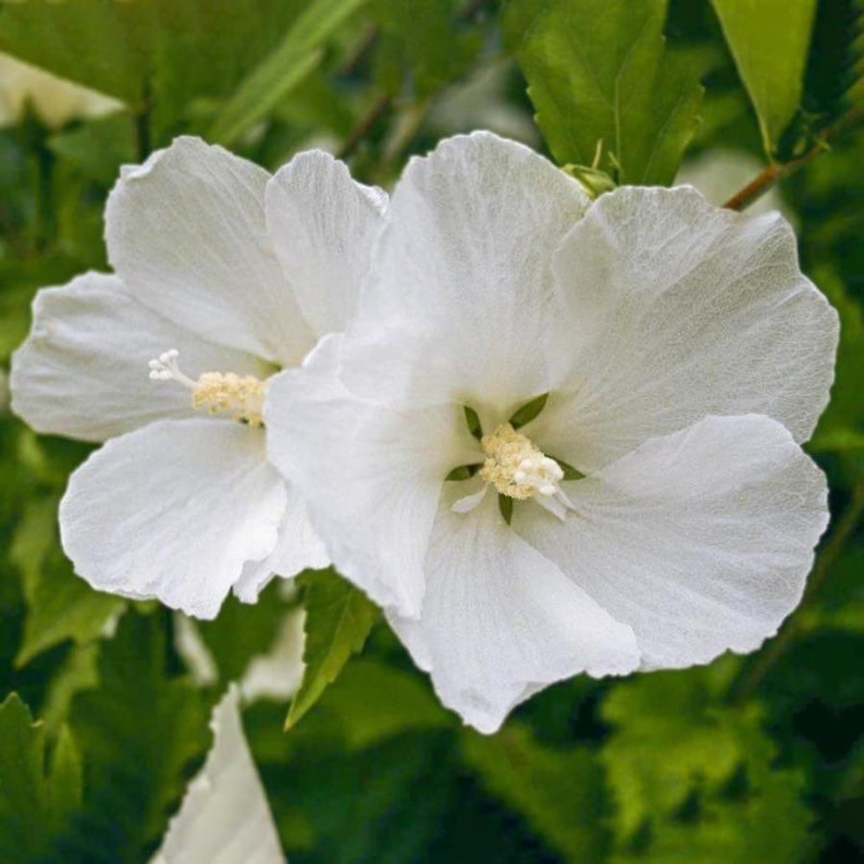 Diana Rose of Sharon Plant - 1 Gallon Pot - Hibiscus syriacus - Hardy Perennial for USDA Zones 6-9 - Flowering Shrub