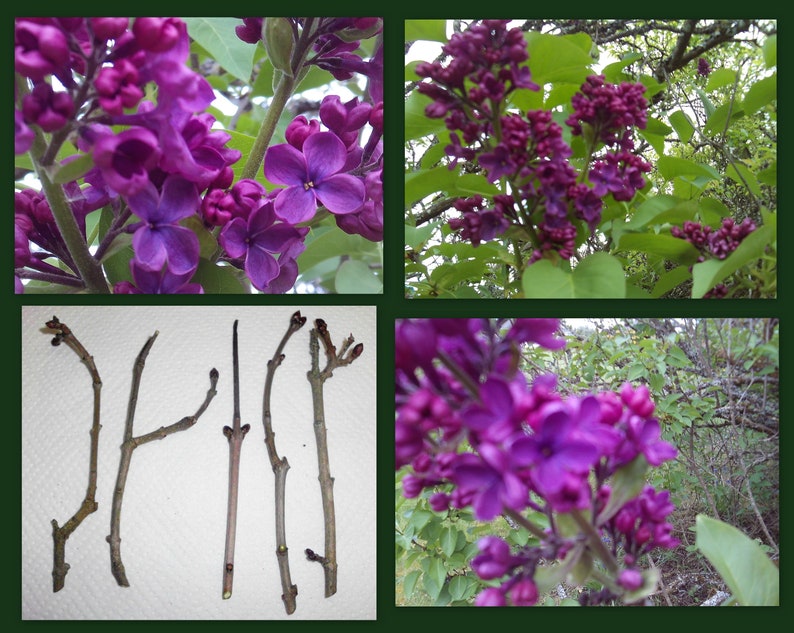 Dark Purple Lilac Cuttings - 5 Unrooted Syringa Vulgaris Clippings for Propagation