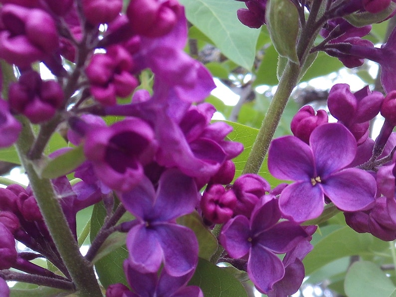 Dark Purple Lilac Cuttings - 10 Organic Syringa Vulgaris Clippings for Propagation