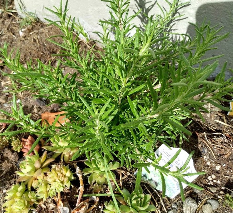 Rosemary Cuttings - 5 Organic Unrooted Clippings for Cooking & Medicinal Use