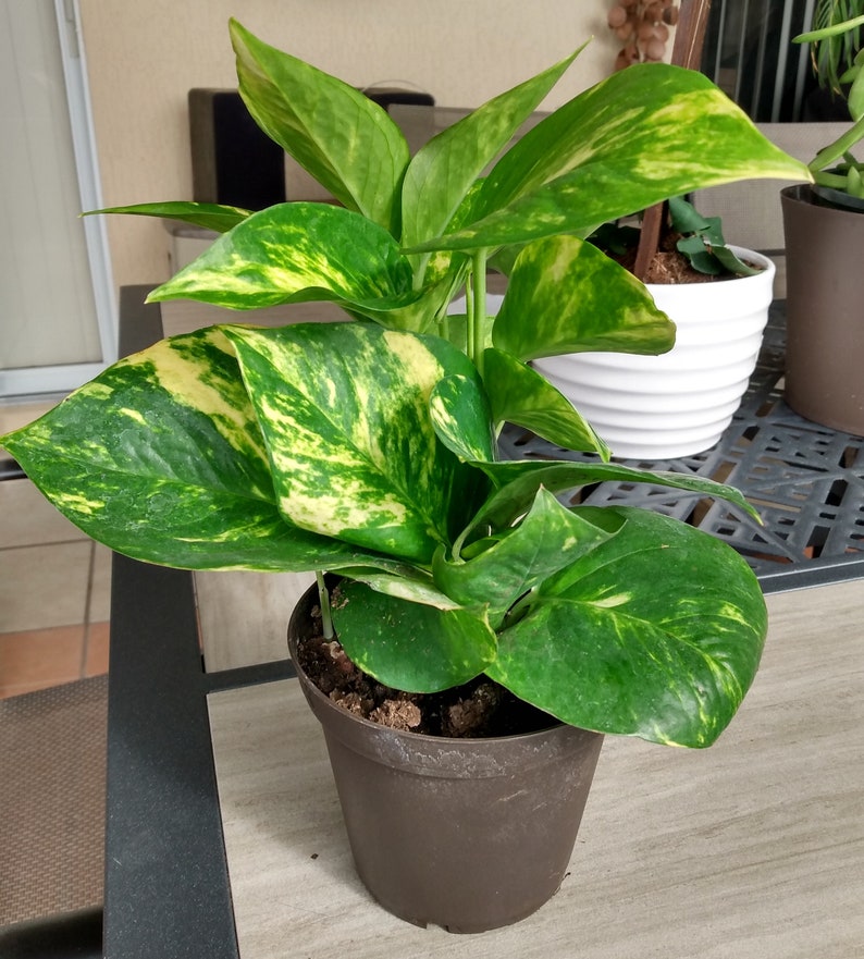 Golden Pothos Cutting 1 Rooted + 1 Free Cutting | Epipremnum Aureum Indoor Plant