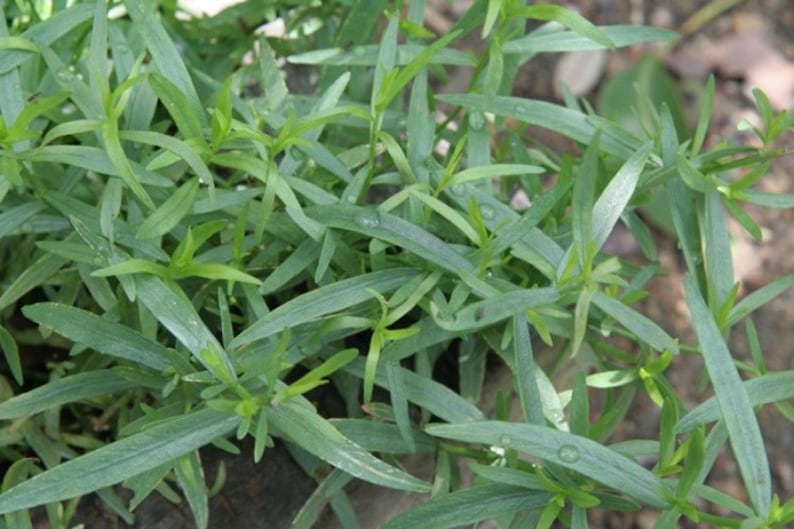 Organic Tarragon Herb Set of 3 Potted Plants, Artemisia Dracunculus, Perennial Culinary Herbs for Garden or Indoor Use