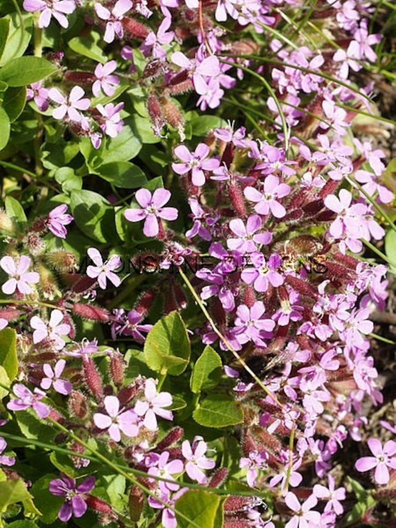 Rock Soapwort Ground Cover Set of 3 Potted Plants - Saponaria ocymoides, Pink Flowers, Drought Tolerant, Low Maintenance