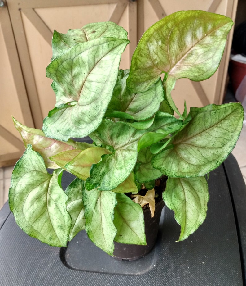 Cream Allusion Syngonium Plant - Small Rooted Syngonium podophyllum with Free Cutting
