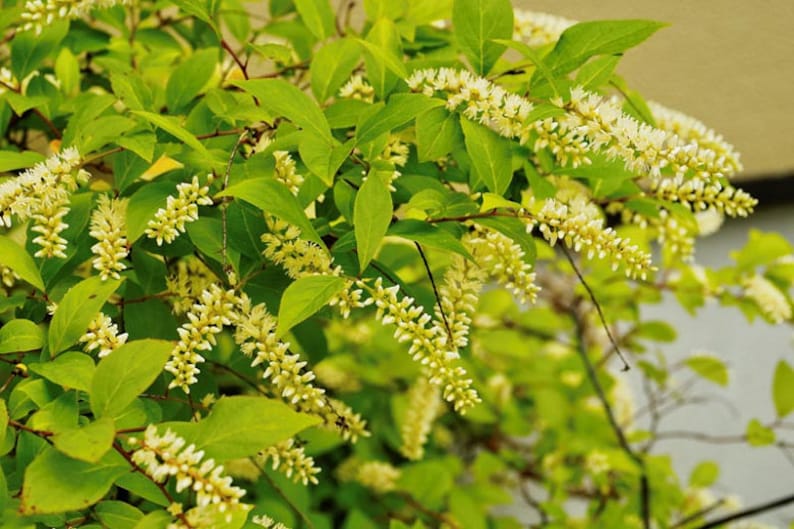 Henry's Garnet Itea Virginica Shrubs – 2 Rooted Plants in 4" Containers for Gardens & Hedges