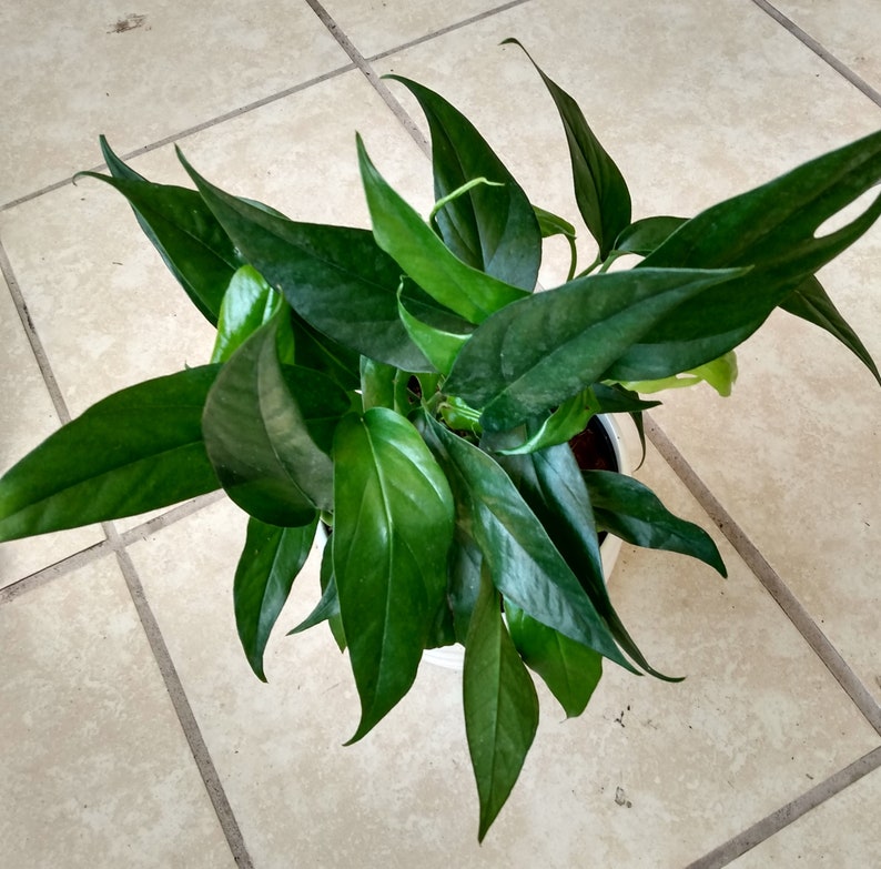 Rooted Baltic Blue Pothos Plant with Free Cutting - Easy Care Epipremnum Aureum
