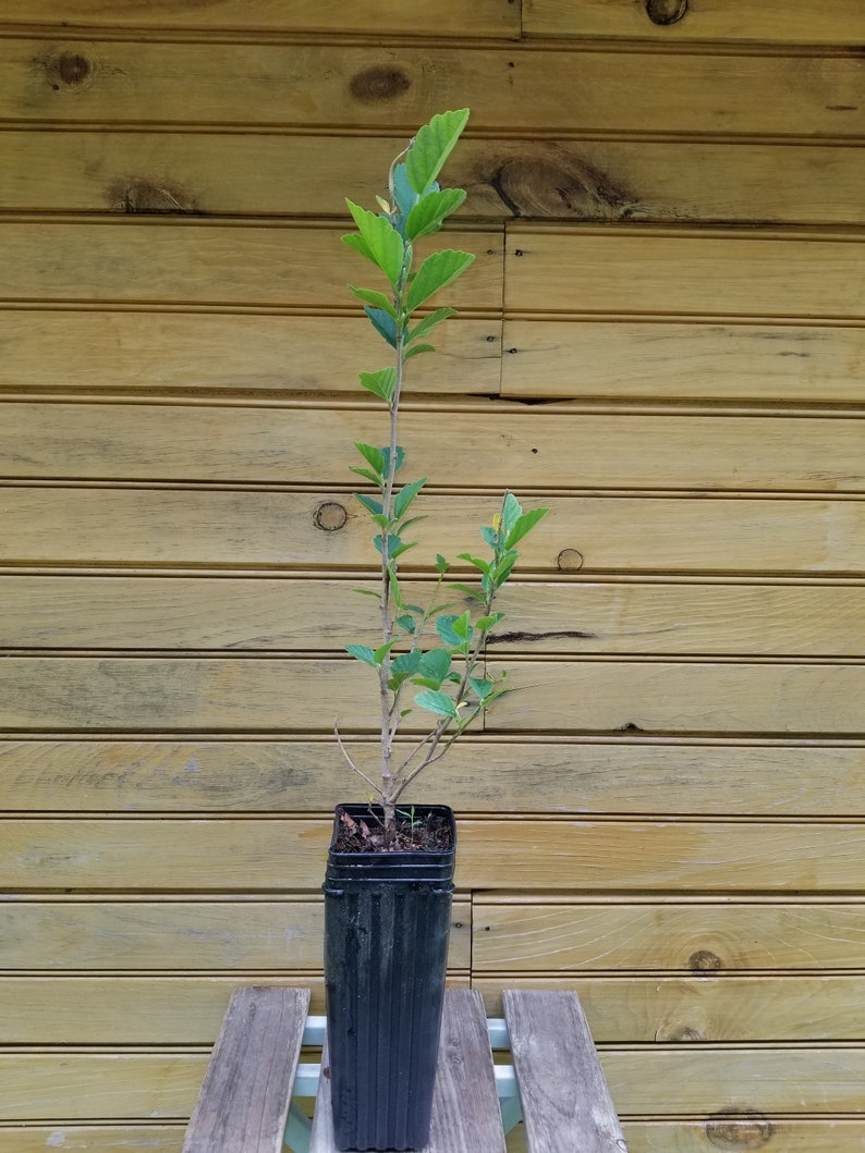 Witch Hazel Trees 12-18" | 2 Bare Root Hamamelis virginiana Seedlings