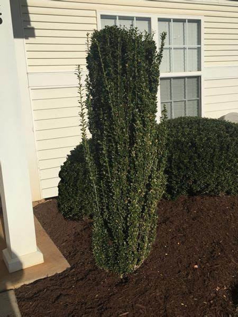 Sky Pencil Holly Quart Pot Ilex Crenata Evergreen Shrub for Vertical Garden Accent Zone 6-9